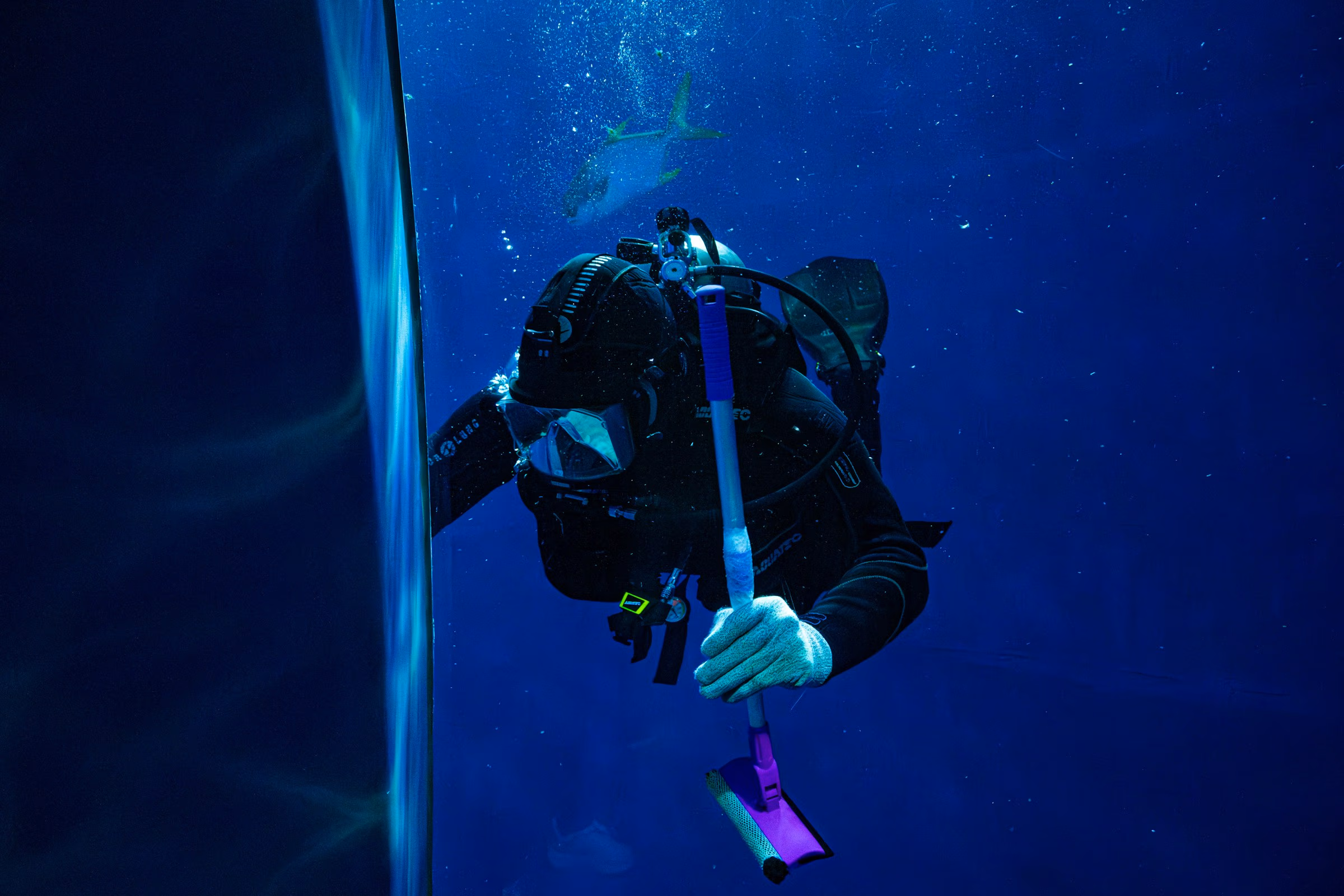 A scuba diver cleans an aquarium wall underwater using a scrubber with a shark in the background.